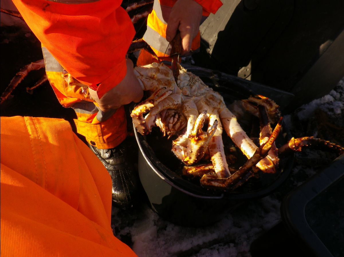 King Crab037